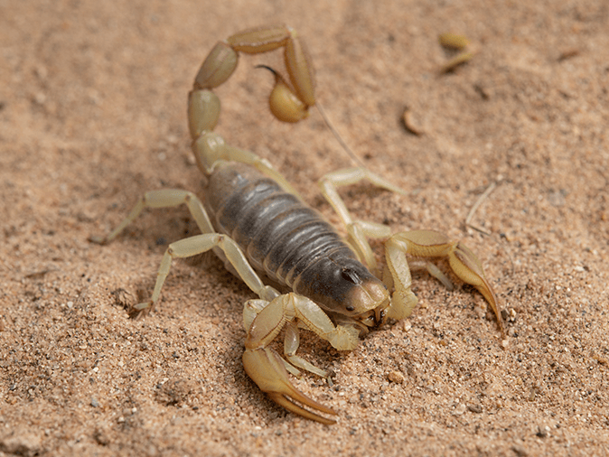 Pest Control In Arizona: Challenges And Solutions In The Desert