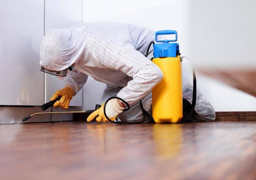 Pest Control In Commercial Properties: Whos Responsible?