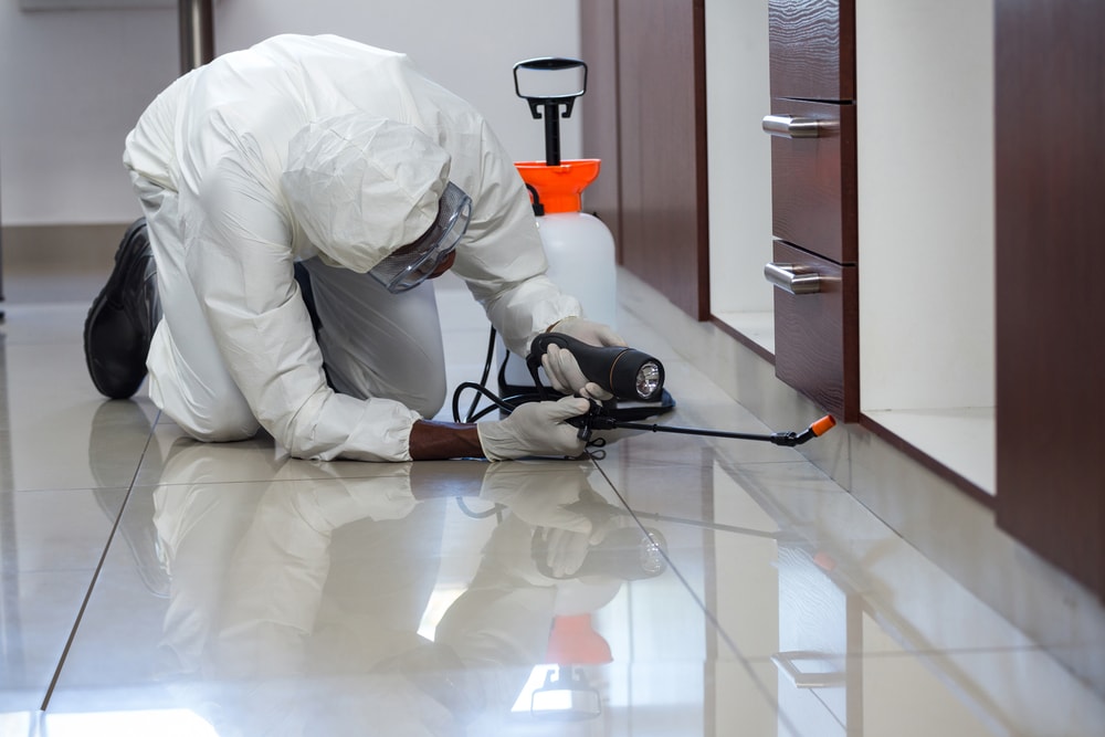 Pest Control In Commercial Properties: Whos Responsible?