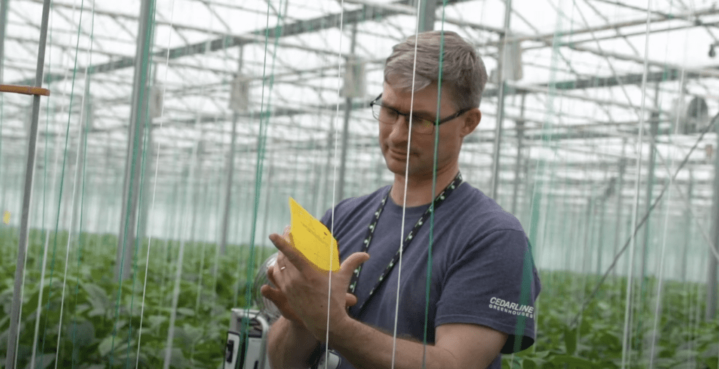 Pest Control In Greenhouses