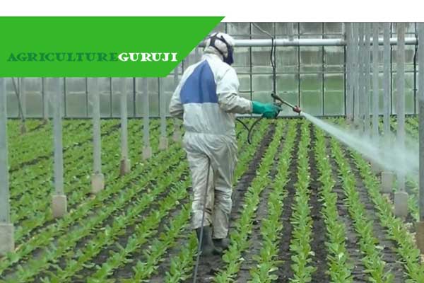 Pest Control In Greenhouses