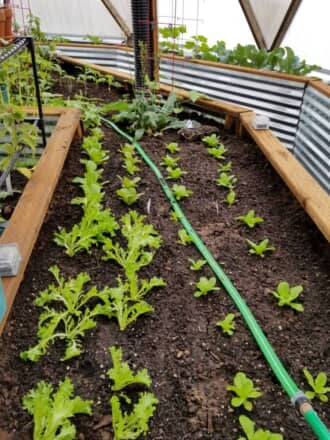 Pest Control In Greenhouses