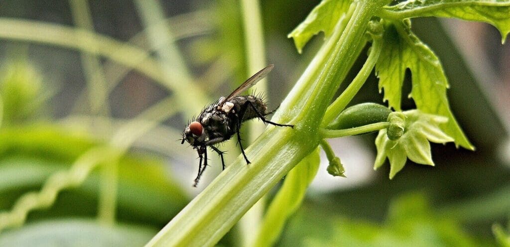 Pest Control In Greenhouses