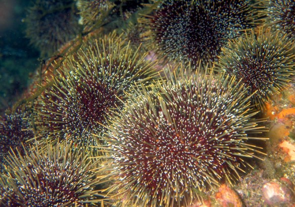Pest Control In Marine Environments