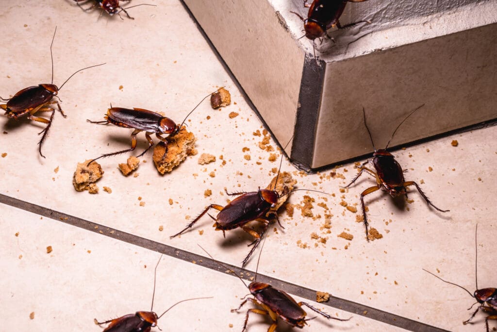 Pest Control In The Maritime Industry