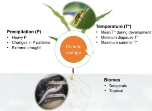 Pest Control In Tropical Climates
