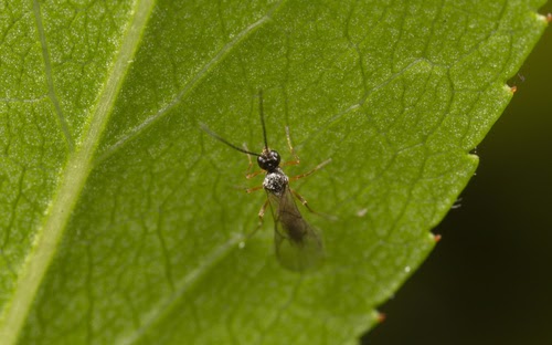 Pest Control In Urban Gardens