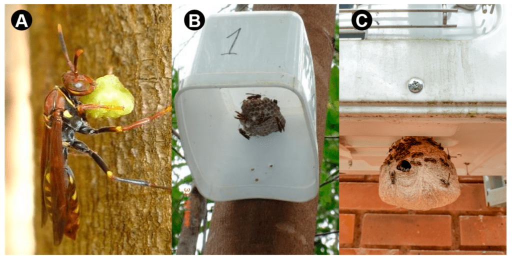Pest Control In Urban Gardens