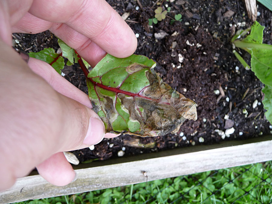 Pest Control In Urban Gardens
