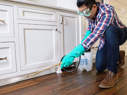 Pest Control Spraying: What Areas In Your House Are Targeted?
