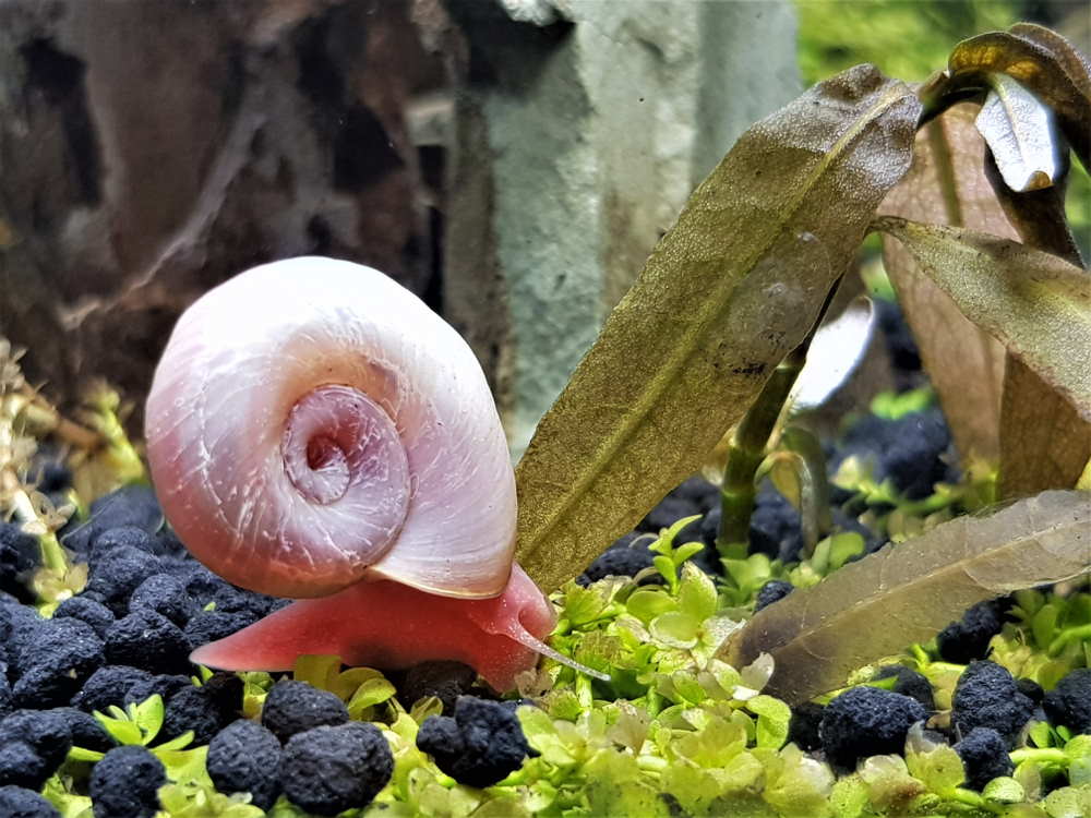 Pest Snails In Aquariums: How To Effectively Get Rid Of Them