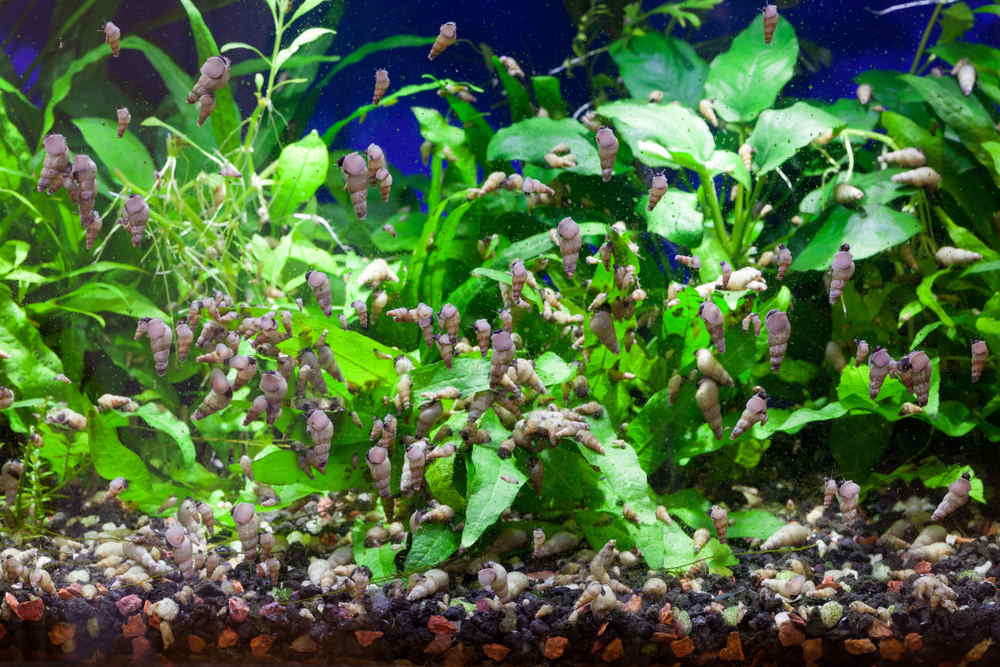 Pest Snails In Aquariums: How To Effectively Get Rid Of Them