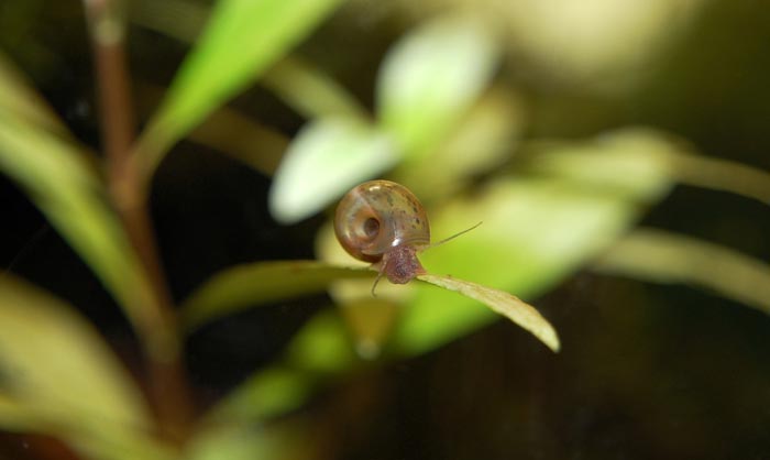 Pest Snails In Aquariums: How To Effectively Get Rid Of Them