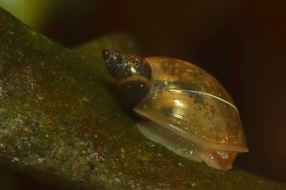 Pest Snails In Aquariums: How To Effectively Get Rid Of Them