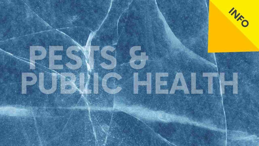 Pests And Public Health: Understanding The Risks