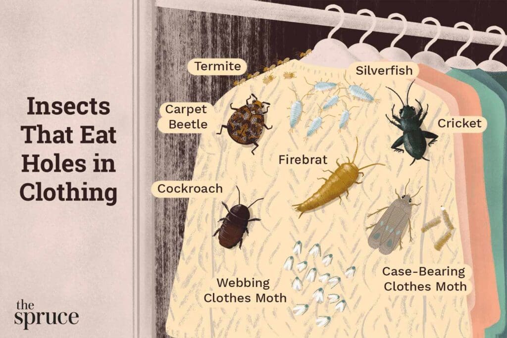 Pests And The World Of Fashion