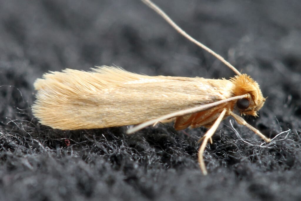 Pests And The World Of Fashion