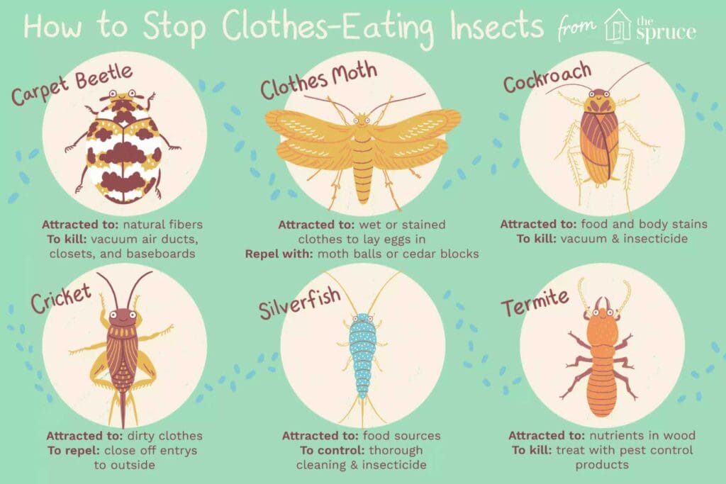 Pests And The World Of Fashion