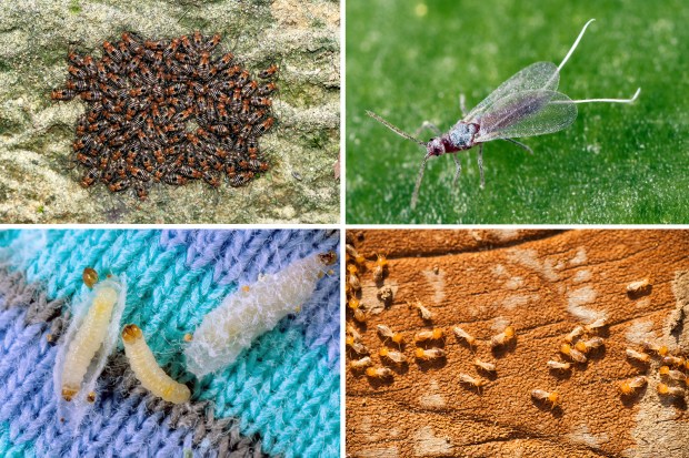 Pests And The World Of Fashion