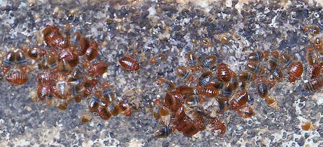 Pests And Their Impact On Mental Health