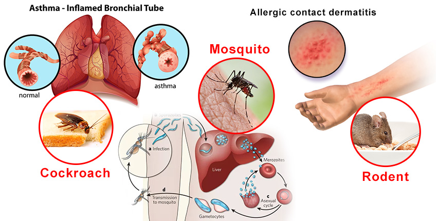 Pests And Their Impact On Mental Health