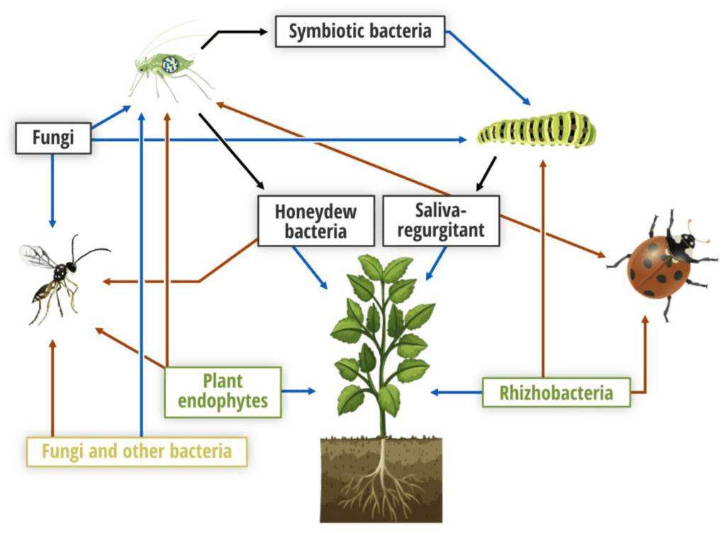 Pests And Their Role In Ecosystems