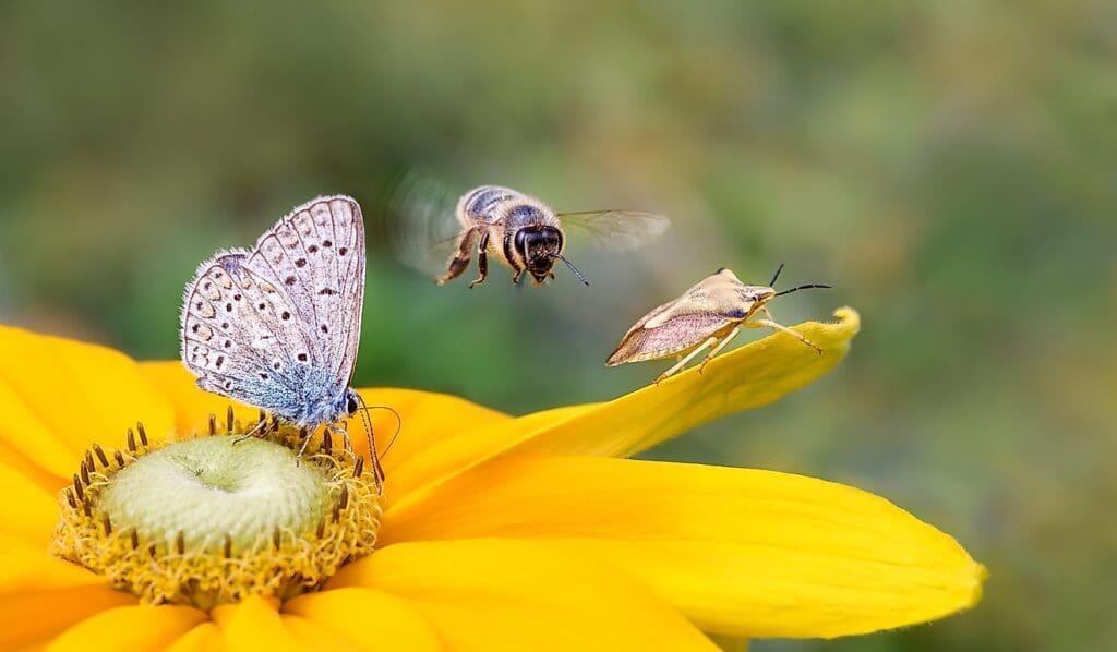 Pests And Their Role In Ecosystems