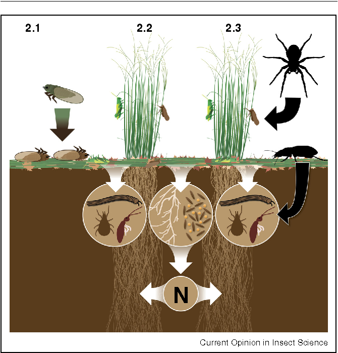 Pests And Their Role In Ecosystems