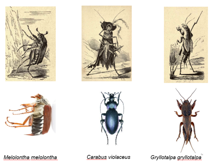 Pests In Literature: From Classics To Modern Tales