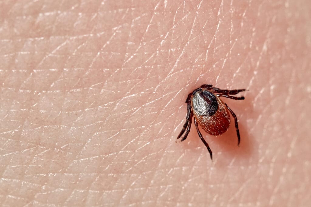 Pests In Music: From Lyrics To Real-Life Infestations