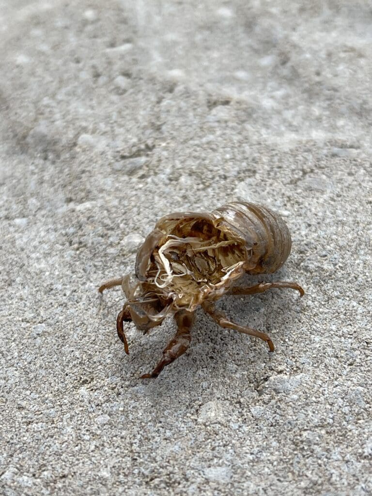 Pests In Music: From Lyrics To Real-Life Infestations