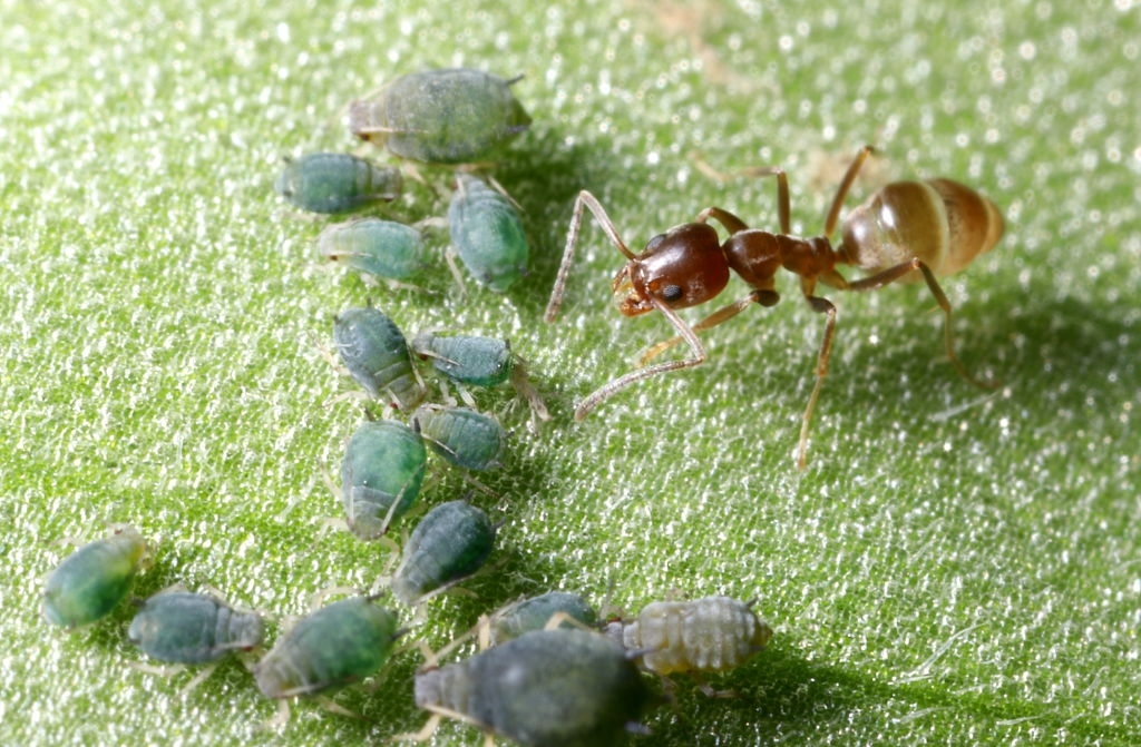 Putrid Insects Pests In Music: From Lyrics To Real-Life Infestations | Pest Control'd