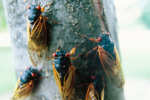 Pests In Music: From Lyrics To Real-Life Infestations