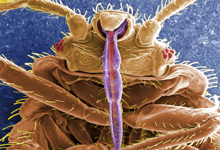 Pests In Music: From Lyrics To Real-Life Infestations