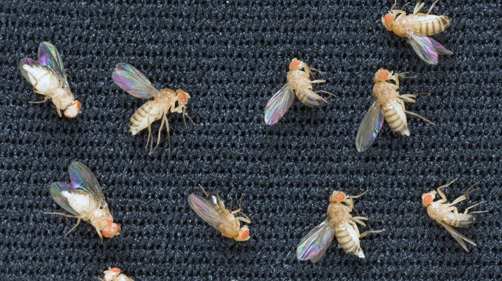 Pests In Space: The Final Frontier