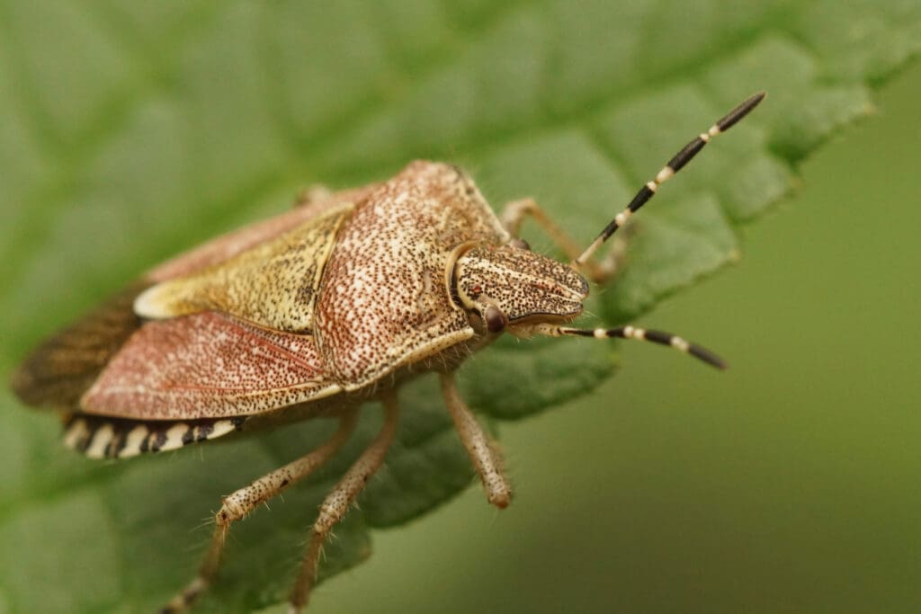 Pests In Urban Vs. Rural Settings: A Comparative Study