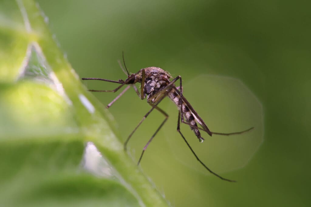 Pests In Urban Vs. Rural Settings: A Comparative Study