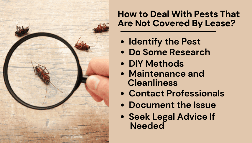 Renting Dilemmas: Whos Responsible For Pest Control?