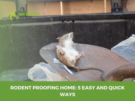 Rodent-Proofing Your Home: A Step-by-Step Guide