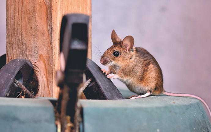 Rodent-Proofing Your Home: A Step-by-Step Guide