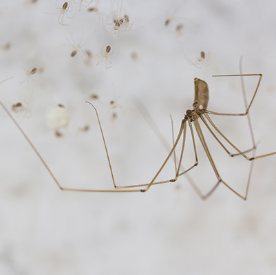 Spiders: The Unsung Heroes Of Pest Control