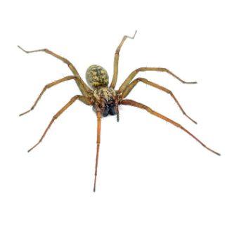 Spiders: The Unsung Heroes Of Pest Control