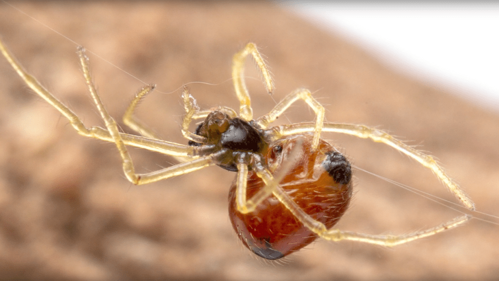 Spiders: The Unsung Heroes Of Pest Control