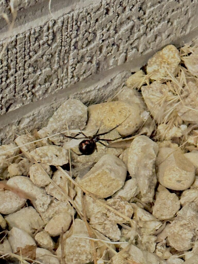 Spiders: The Unsung Heroes Of Pest Control