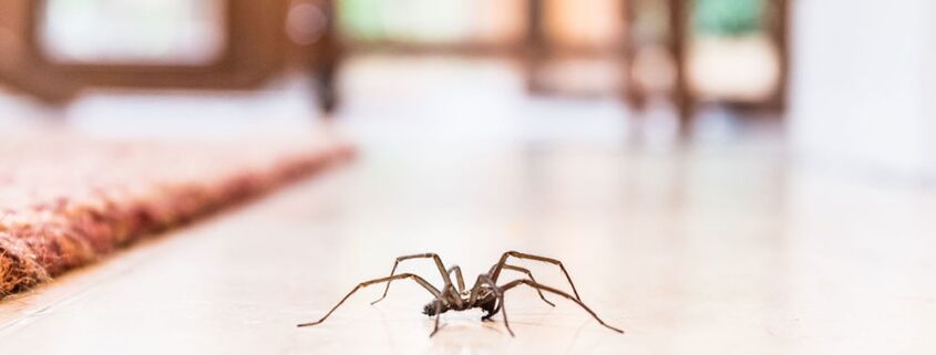 Spiders: The Unsung Heroes Of Pest Control