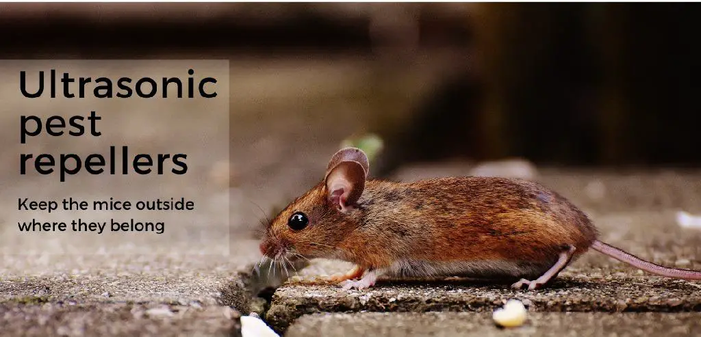 The Allure Of Ultrasonic Pest Repellents: Do They Work?