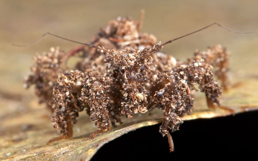 The Art Of Camouflage: Pests And Their Disguises