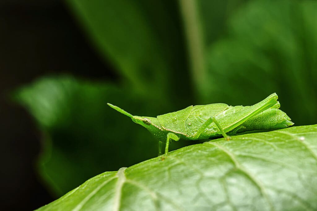 The Art Of Camouflage: Pests And Their Disguises