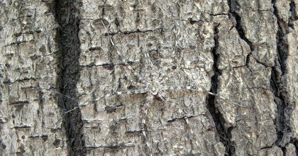 The Art Of Camouflage: Pests And Their Disguises