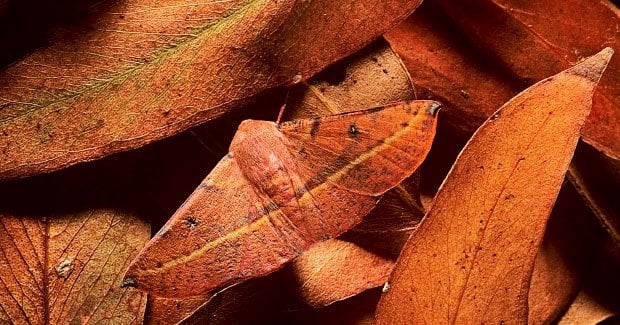 The Art Of Camouflage: Pests And Their Disguises